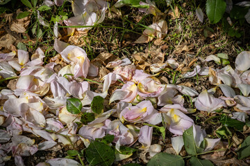 Pink and white petals fallen on the ground