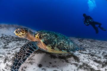 Obraz premium Relaxing green turtle in the Caribbean 