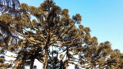 Typical Araucaria tree from the southern region of Brazil for background