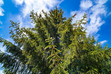 Fototapeta premium Tall spruce, sunny day, cones.