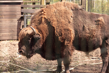Aurochs in  National Park, Bisons in a zoo in Belarus © Leka