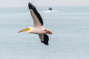 Telephoto shot of a great white pelican -Pelecanus onocrotalus- near Walvis Bay, Namibia