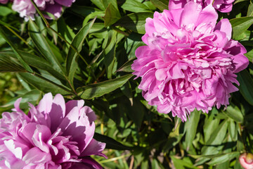 Flowers Pink peonies, sunny day.