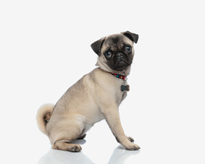 side view of adorable little pug puppy with collar sitting and looking forward