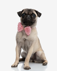elegant little pug puppy wearing pink bowtie and looking forward