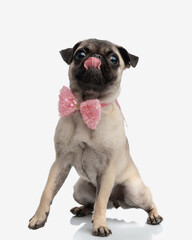 greedy adorable pug dog with pink bowtie licking nose and jumping