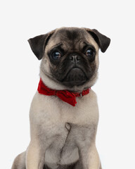 adorable elegant pug dog wearing red bowtie and looking forward