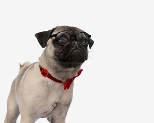 adorable little pug dog with eyeglasses looking away and standing