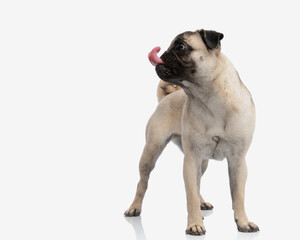 greedy pug puppy licking nose, looking to side and standing