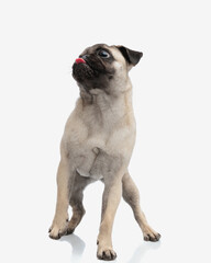 eager little pug puppy looking up, licking nose and jumping in the air