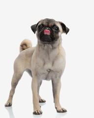 adorable little pug puppy sticking out tongue and licking nose