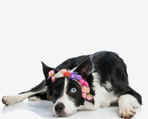 beautiful border collie dog with flowers headband laying down
