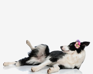 adorable border collie dog with flowers headband laying down