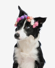 curious border collie dog with flowers headband looking to side