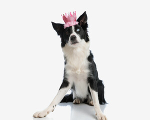 adorable border collie princess dog wearing a crown and sitting