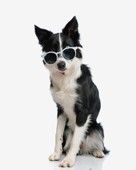 suspicious border collie puppy looking over sunglasses and sitting