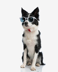 adorable border collie dog with sunglasses and bowtie looking to side