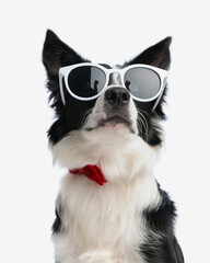 cute elegant border collie dog with sunglasses and bowtie looking up