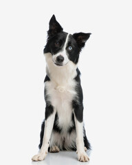 sweet border collie puppy looking forward and sitting