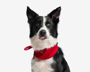 cute border collie puppy with red bandana sticking out tongue