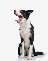 cute border collie dog looking to side and yawning while sitting