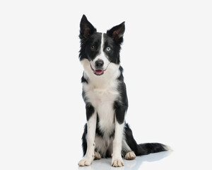 beautiful border collie dog panting, looking forward and sitting