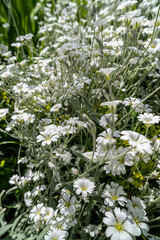 Small white flowers, many Jaskolka.
