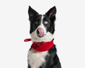 lovely border collie dog with red bandana licking nose and looking up