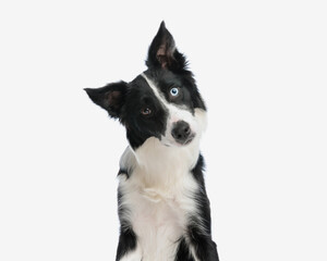 cute border collie puppy tilting head and looking at camera