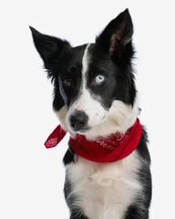 beautiful border collie dog with red bandana around neck looking up side