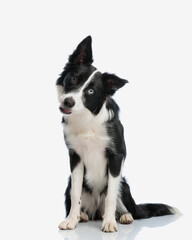 precious border collie puppy tilting head and looking at camera