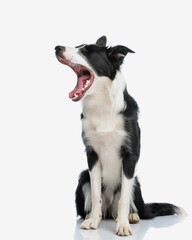 lazy border collie puppy looking to side and yawning