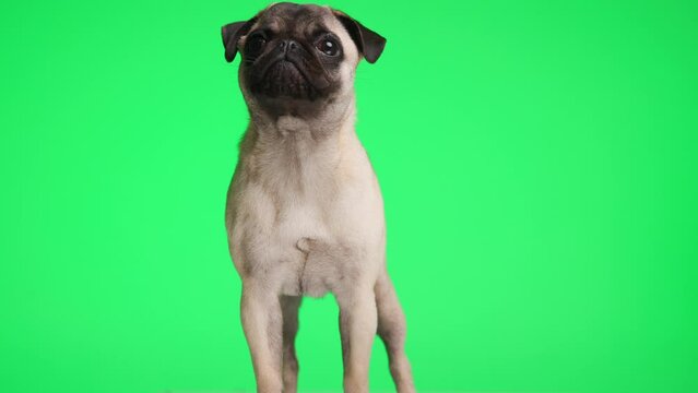 curious little pug puppy standing and looking up, moving to side and walking away in front of green background