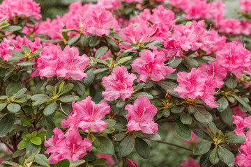 Beautiful blooming pink Azalea bushes