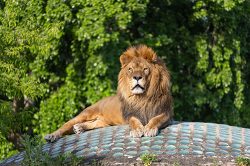 Lew w warszawskim zoo. Polska A lion in the Warsaw zoo. Poland © jarizPJ