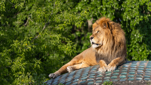 A lion in the Warsaw zoo. Poland