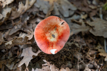 Vibrant Red Mushroom on Forest Floor - Striking Fungi in Natural Woodland Setting