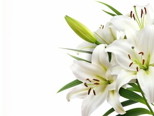 white lilies bunch on a white background, background with blooming white lily flowers