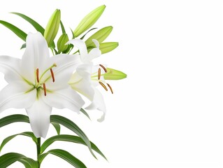 Obraz premium white lilies bunch on a white background, background with blooming white lily flowers