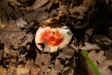 Vibrant Red Mushroom on Forest Floor - Striking Fungi in Natural Woodland Setting