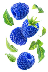 Flying juicy blue raspberries with leaves isolated on a transparent background.