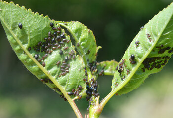 Aphids (Aphididae) on leaves and stems of plants