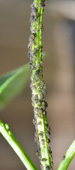 Aphids (Aphididae) on leaves and stems of plants