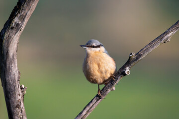 Fototapeta premium Eurasian nuthatch perching on a tree.