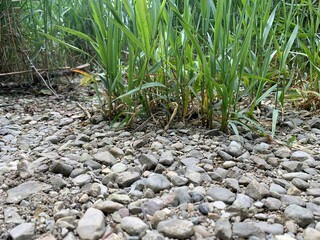 grass and water