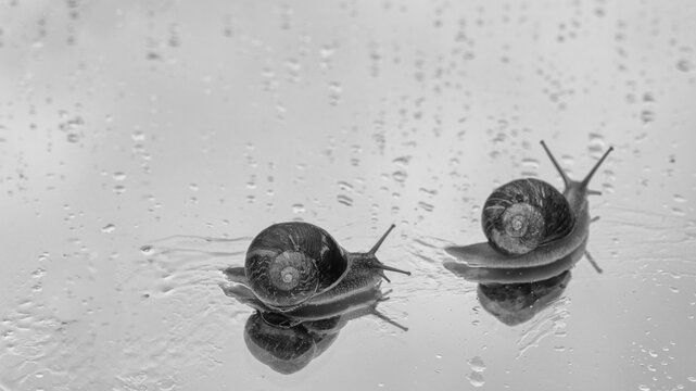 course d'escargots
