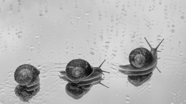 sortie d'escargots