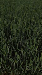 green wheat field