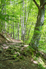 Green Forest in the Spring .Green Tunnel from Trees in the Spring