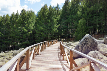 Wooden bridge in the mountain with pine forest 